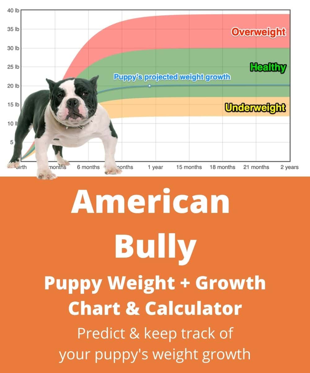 American Bully Pocket Puppy Weight Chart Puppy And Pets